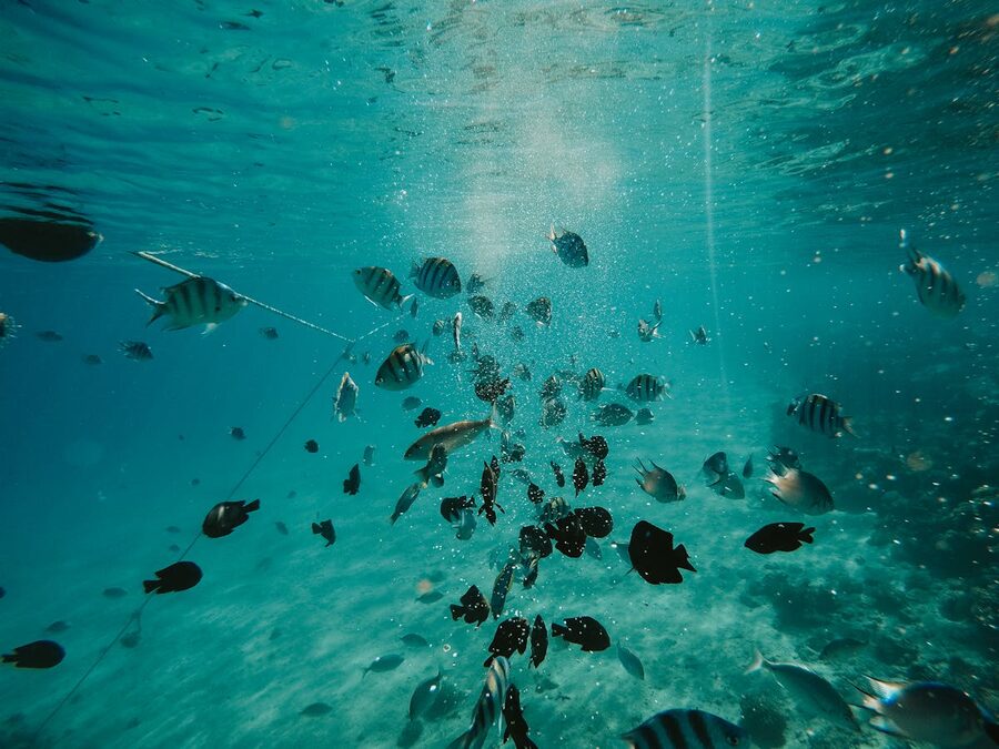 School of fish swimming in a sunlit ocean scene