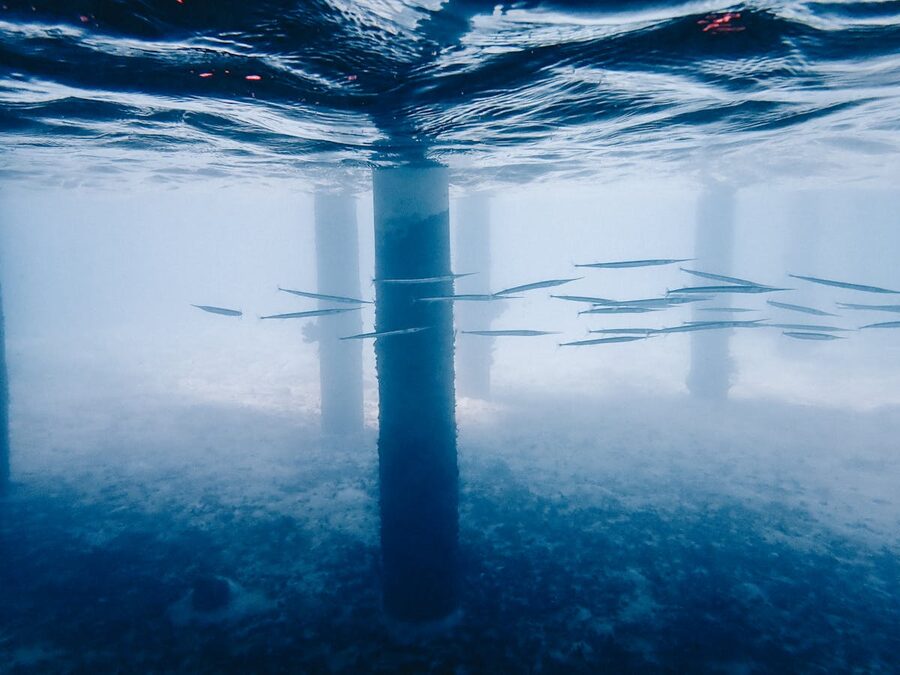 Fish swimming around submerged concrete pillars underwater