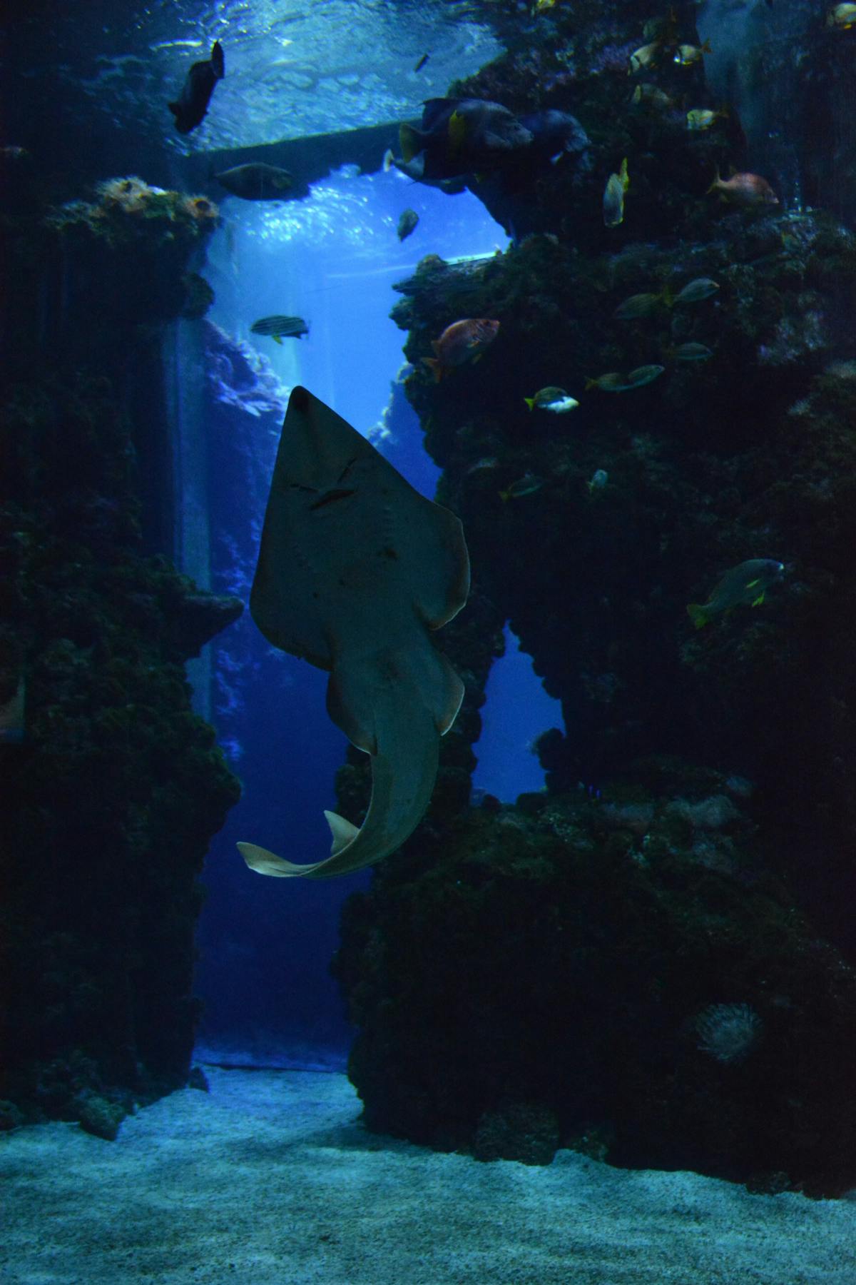 Colorful fish and marine life swimming together in a deep blue aquarium habitat