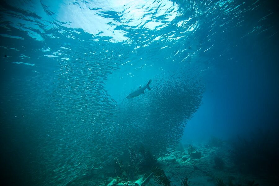School of fish navigating through clear waters
