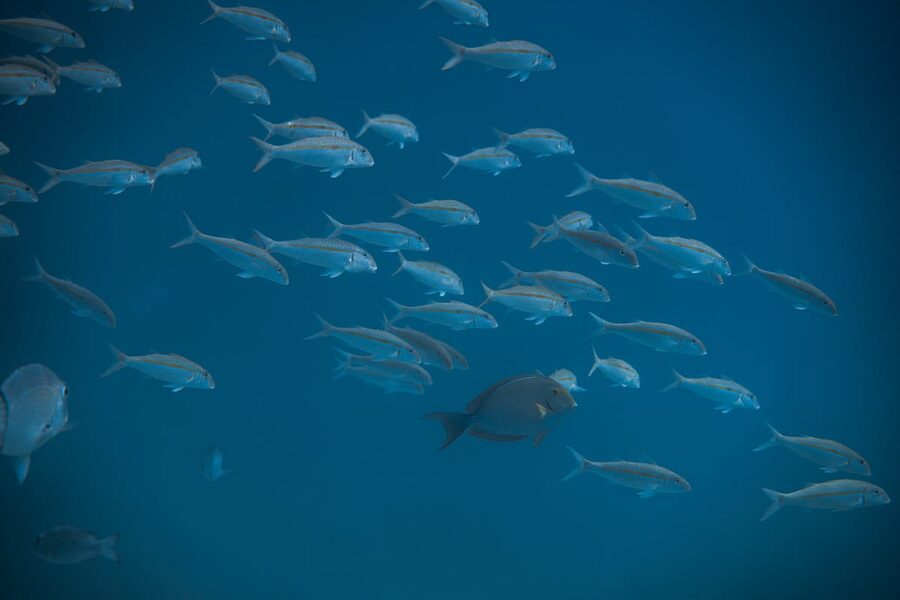 School of fish swimming gracefully in the deep blue sea