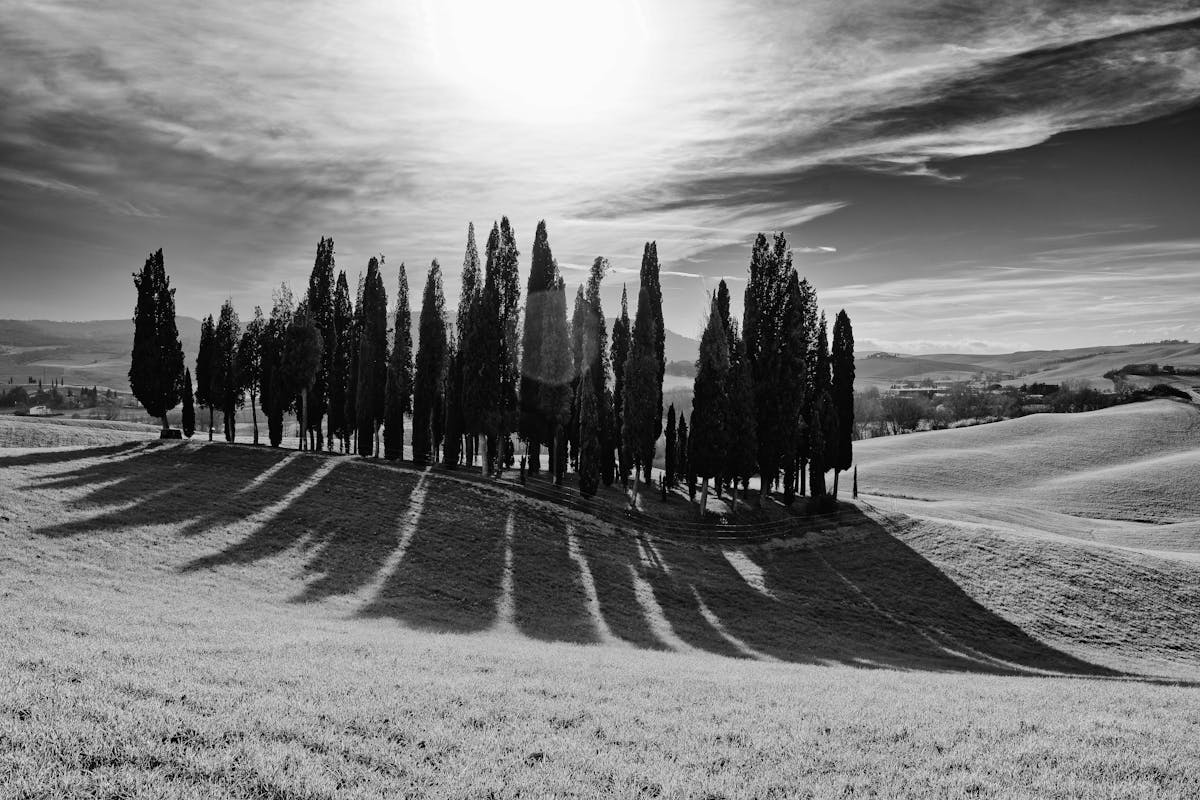 Iconic cypress tree-lined road winding through golden Val d Orcia hills in Tuscany