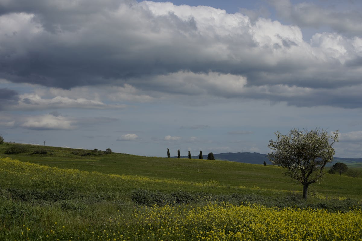 A lone farmhouse surrounded by rolling golden and green hills in Val d Orcia, Tuscany