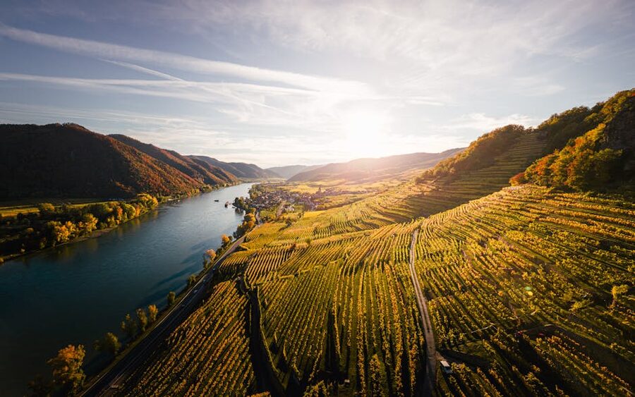 Wachau vineyards at sunset