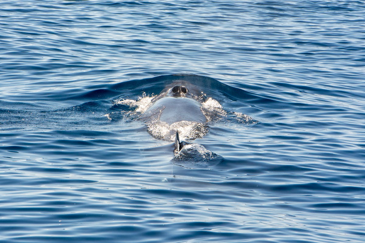 A whale surfacing gracefully in the open ocean showing its sleek body