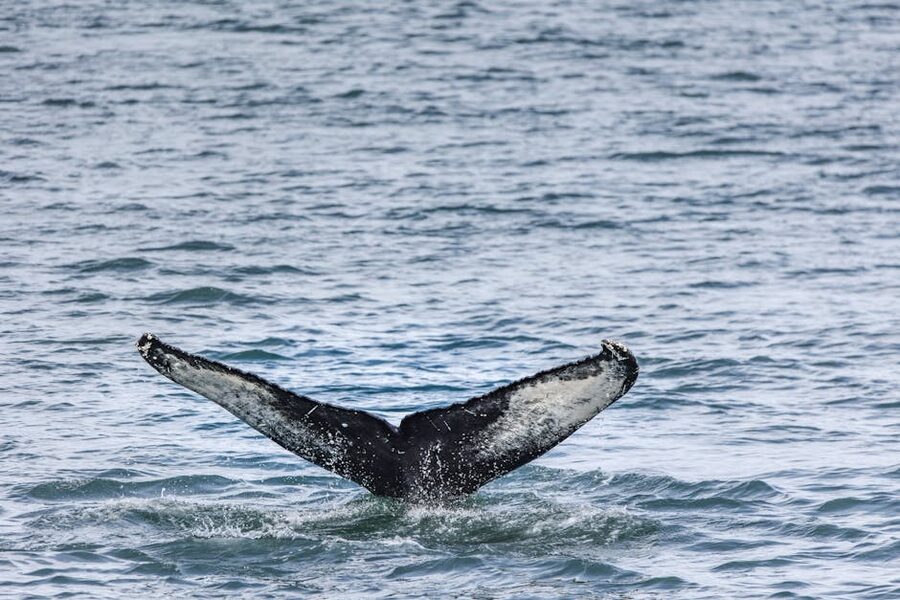 Humpback whale tail near Akureyri Iceland