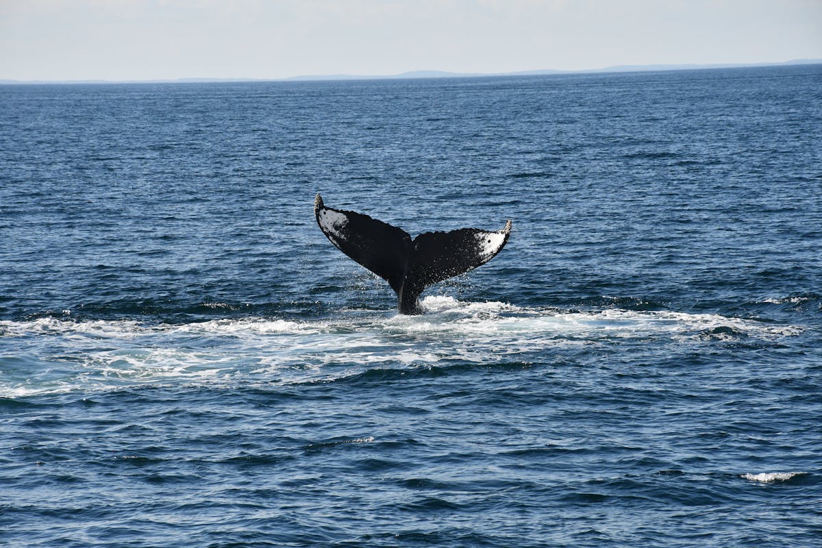 A whale tail emerging from the ocean surface