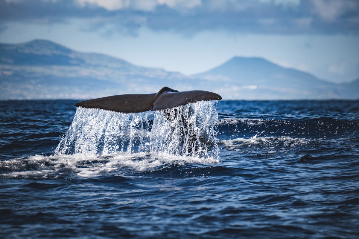 A whale tail rises from the Atlantic Ocean with the mountainous Tenerife coastline behind