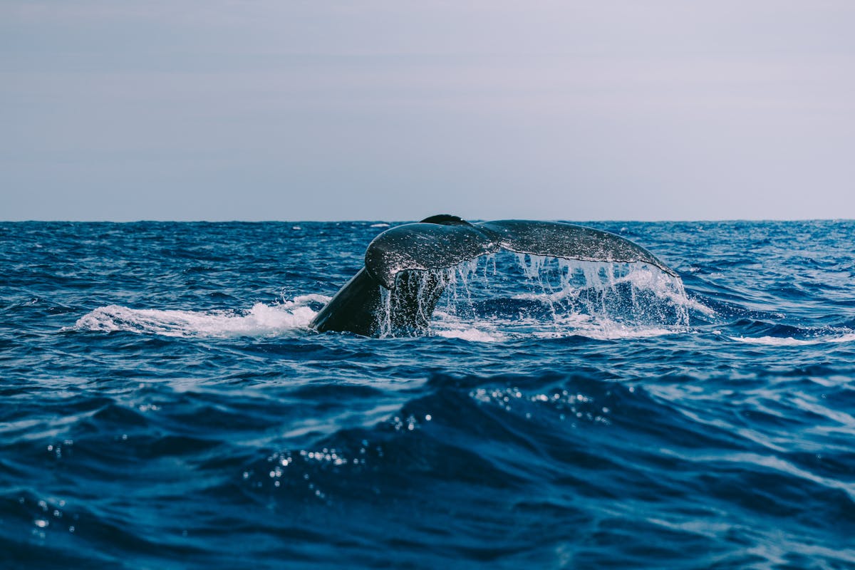 A whale tail breaking the surface of the Atlantic Ocean in a dramatic display
