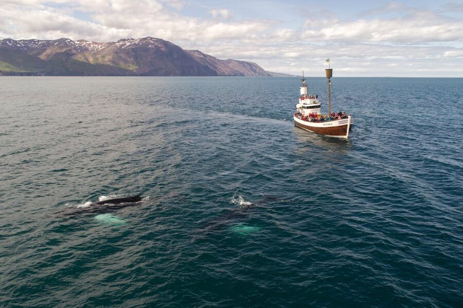 Tourist boat with whale near coast Iceland
