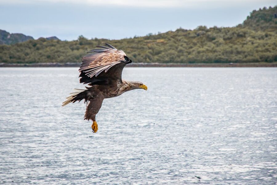 White-tailed eagle flying over Nordland Norway