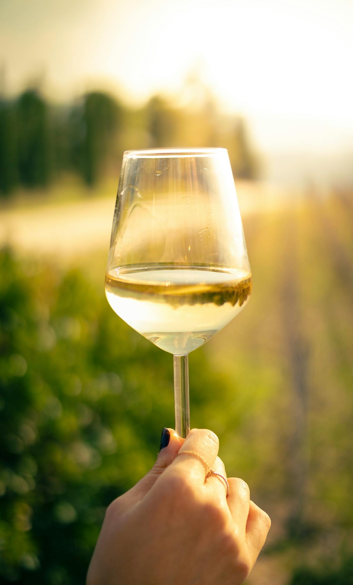 A person holding up a glass of white wine with rows of sunlit vines behind them