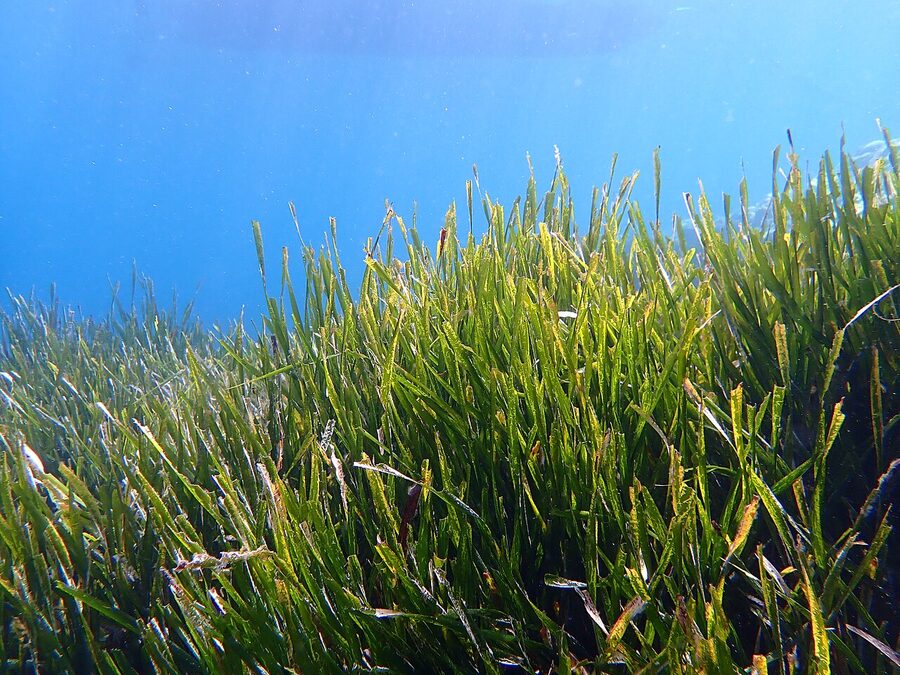 Posidonia oceanica seagrass meadow underwater in the Mediterranean Sea