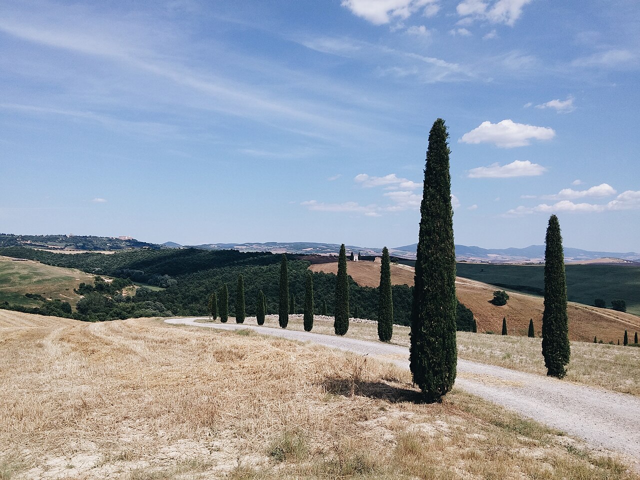 Bright green rolling hills of Val d Orcia in June with scattered cypress trees