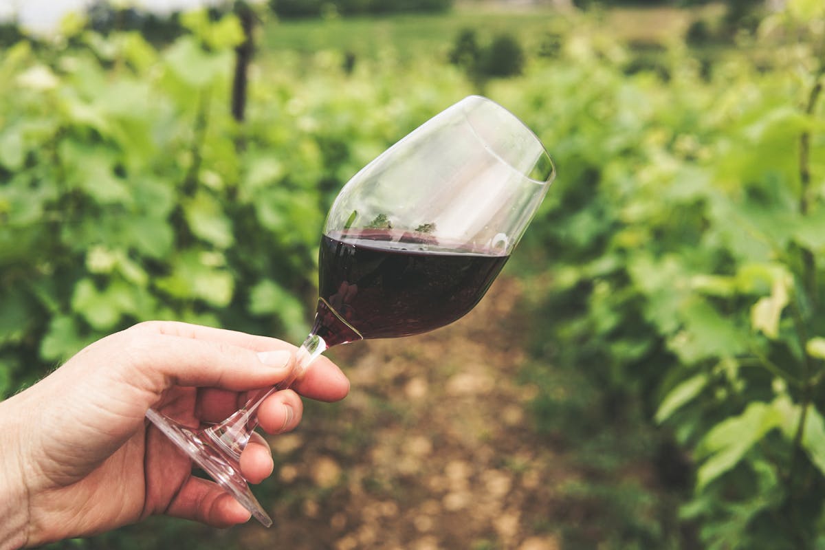 Hand holding a glass of red wine with vineyard rows in the soft background