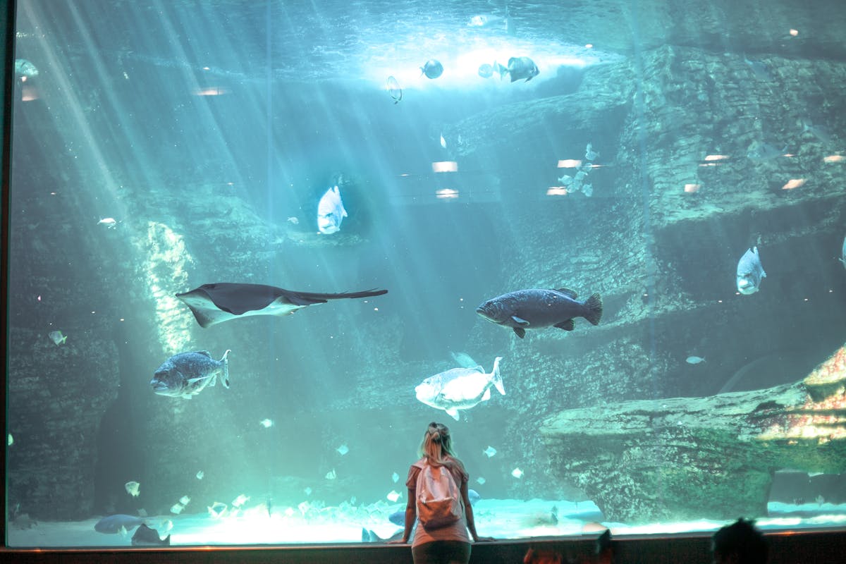 A visitor gazing at fish and marine creatures through the glass at an aquarium