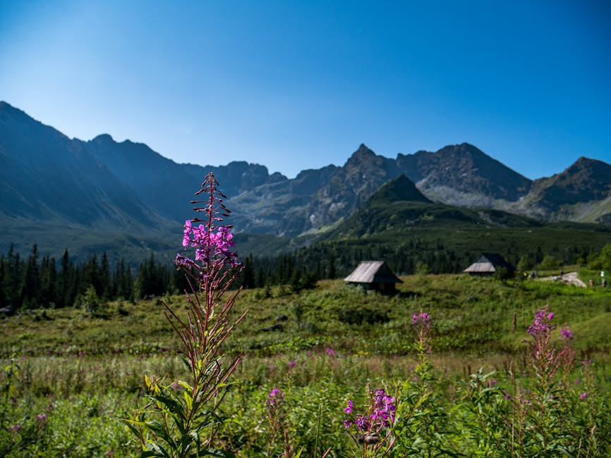 Scenic view of the Tatra Mountains with wildflowers from Zakopane