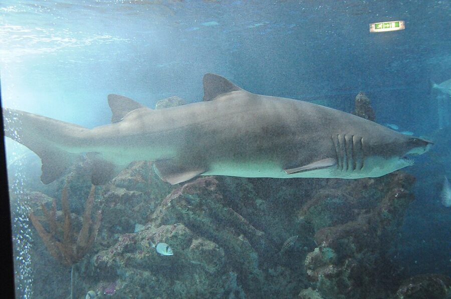 Zoomarine Algarve dolphin show arena seating