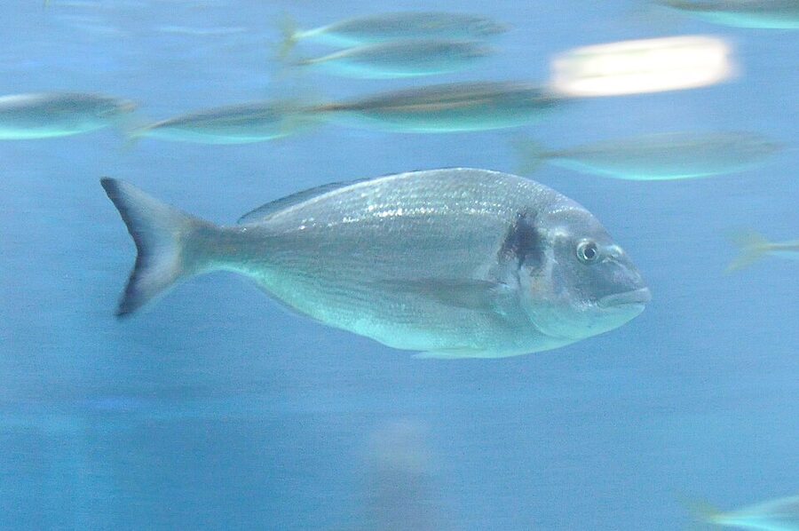 Zoomarine Algarve bird of prey show