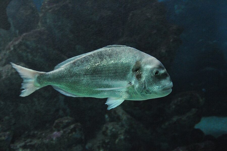 Zoomarine Algarve dolphin jumping during show