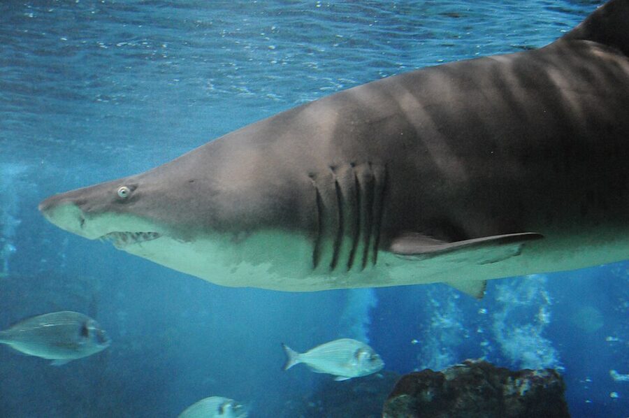 Zoomarine Algarve dolphin pool