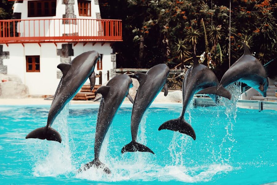 Dolphins leaping in synchronised display at marine show