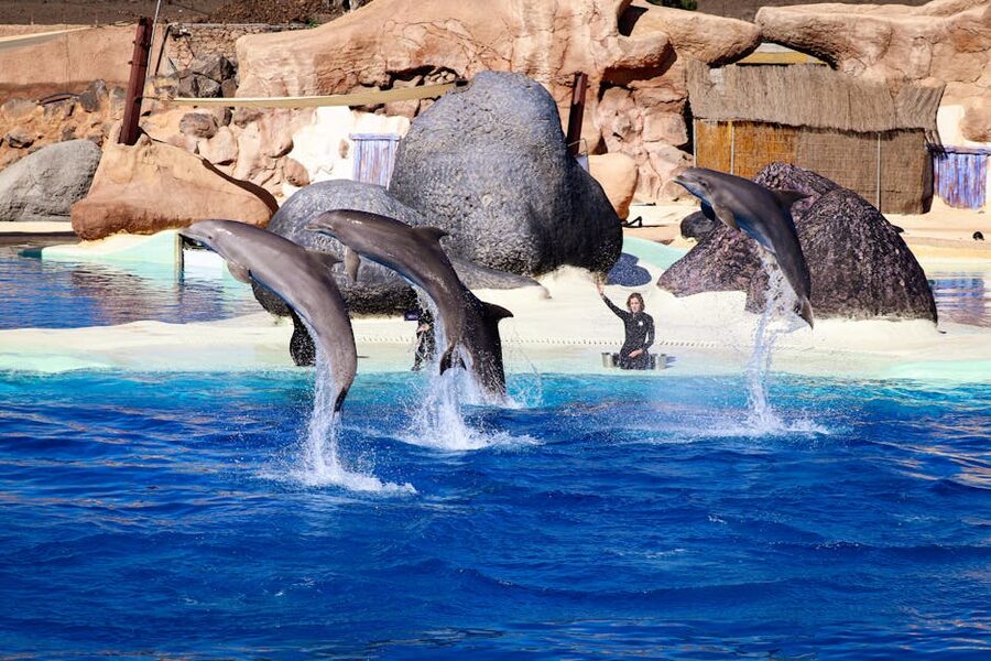 Dolphins jumping in synchronised display with trainer