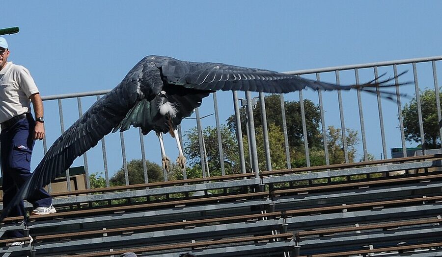 Zoomarine Algarve pirate boat ride