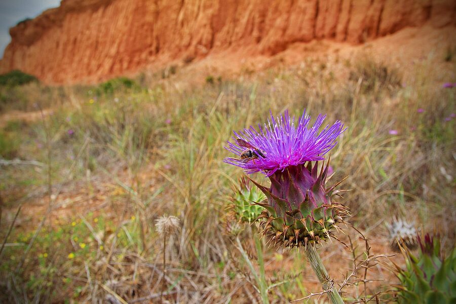 Albufeira Portugal coast Algarve