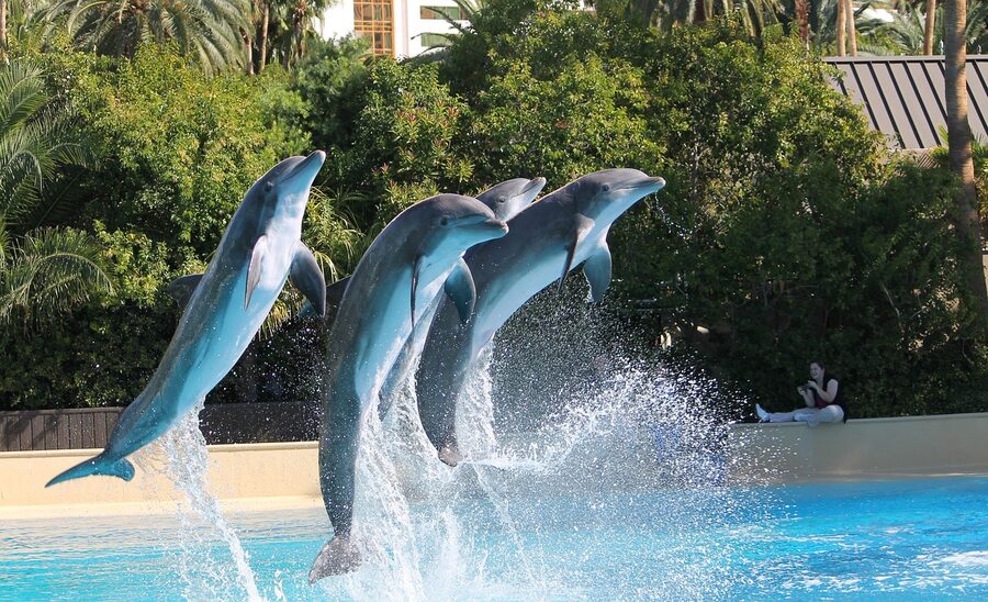 Dolphin show jump performance at marine park