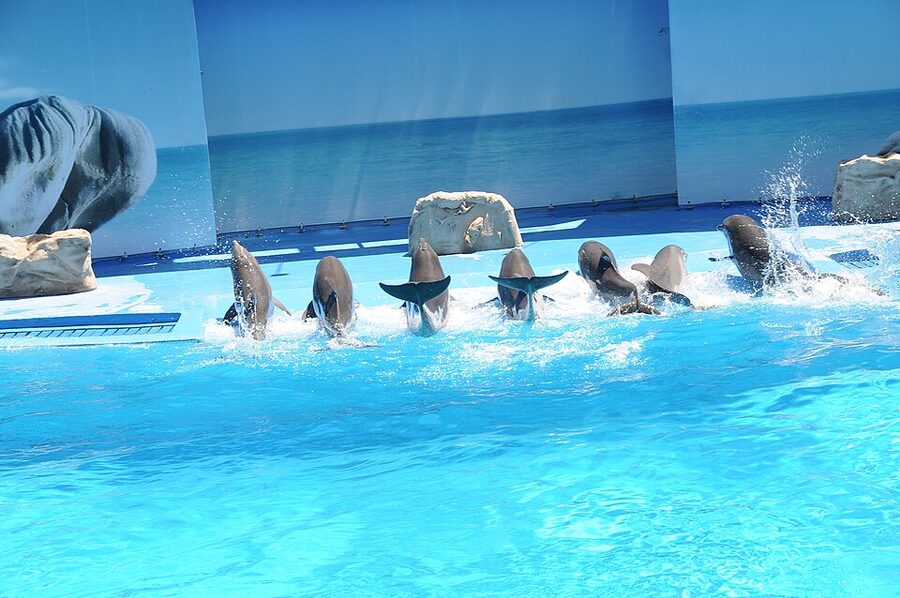 Zoomarine Algarve outdoor pool area