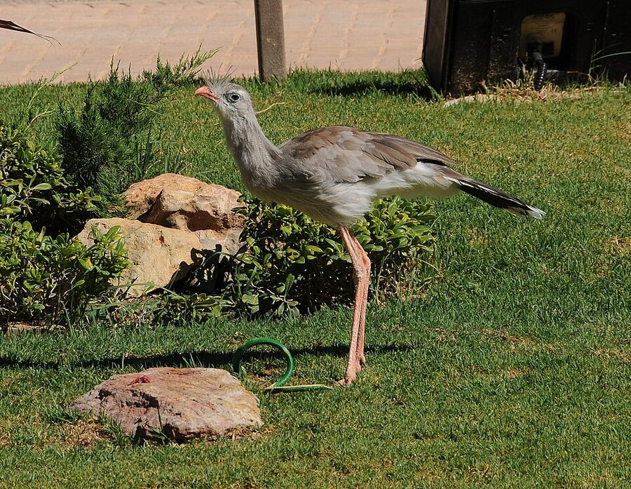 Zoomarine Algarve rides area