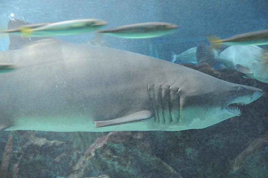 Zoomarine Algarve show stage area