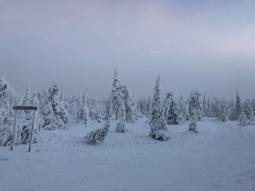 Frozen birch trees in Lapland winter
