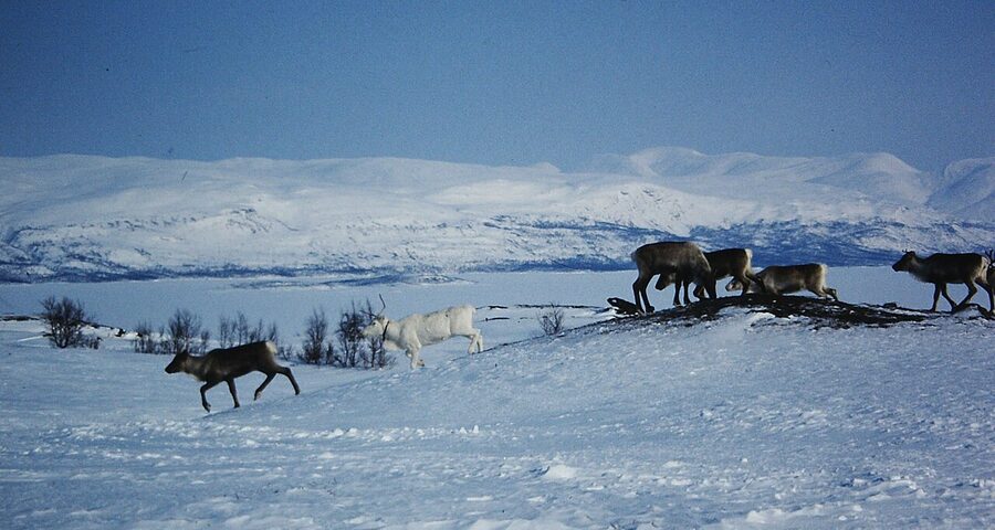 Reindeer at Lake Tornetrask in Swedish Lapland