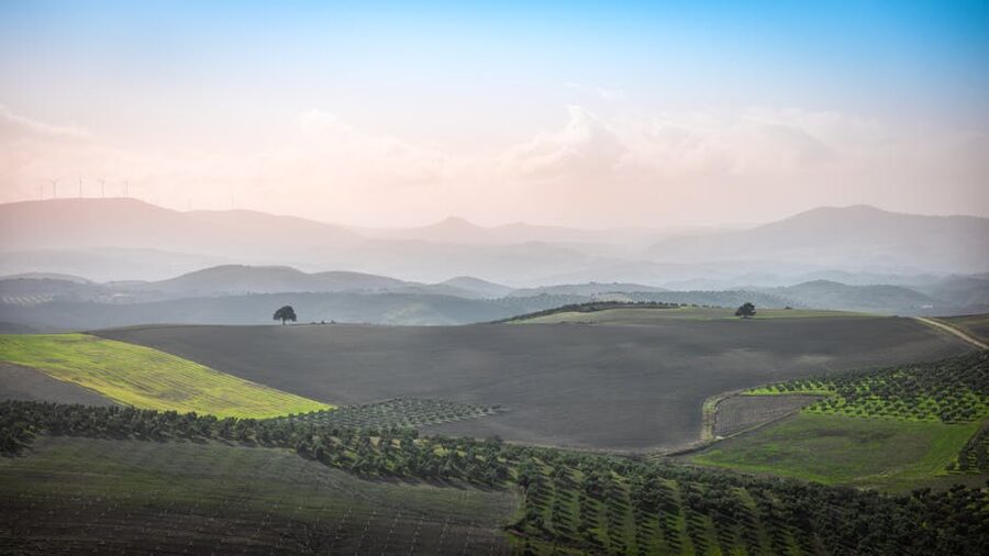 Andalusian countryside with olive trees and distant mountains