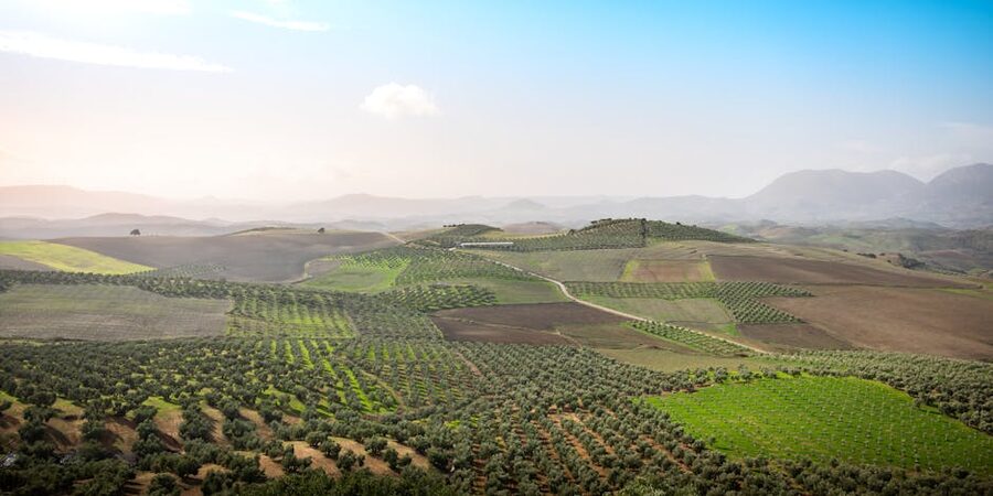 Olive groves in the Andalusian countryside between Seville and Setenil