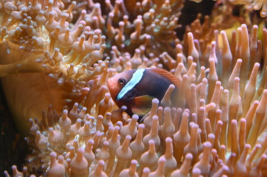 Clownfish in tropical reef tank