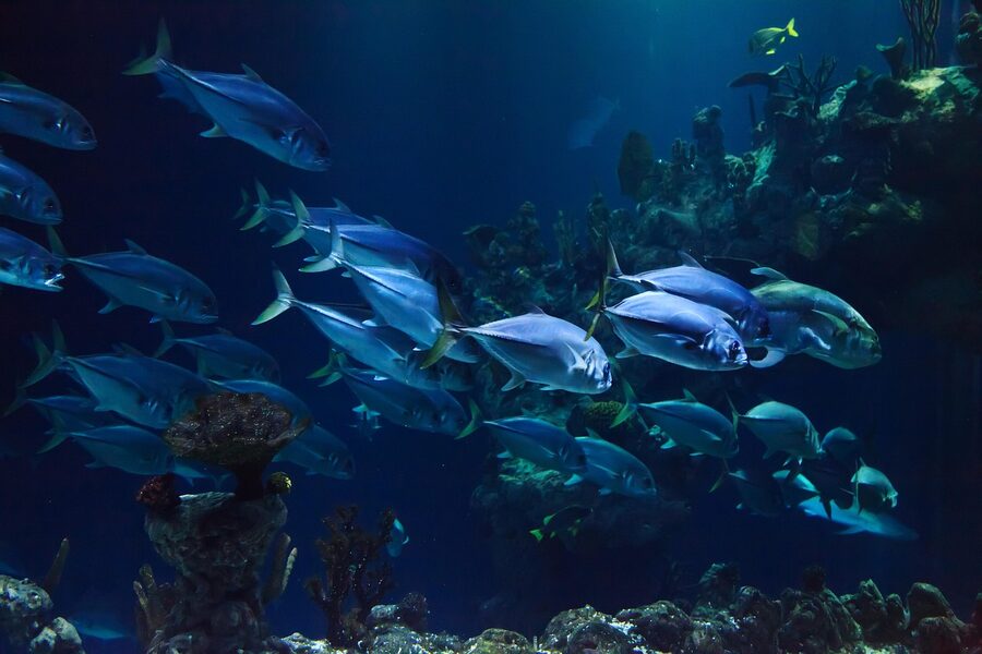 Coral reef tank with reef fish