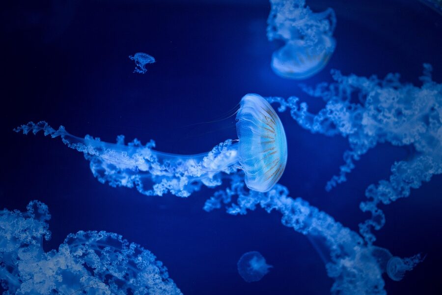 Jellyfish in deep blue light