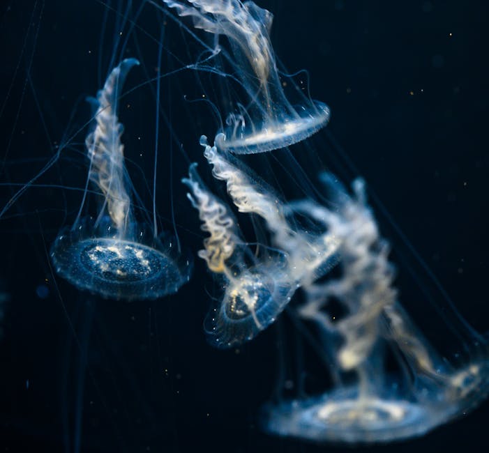 Jellyfish close up in dark water