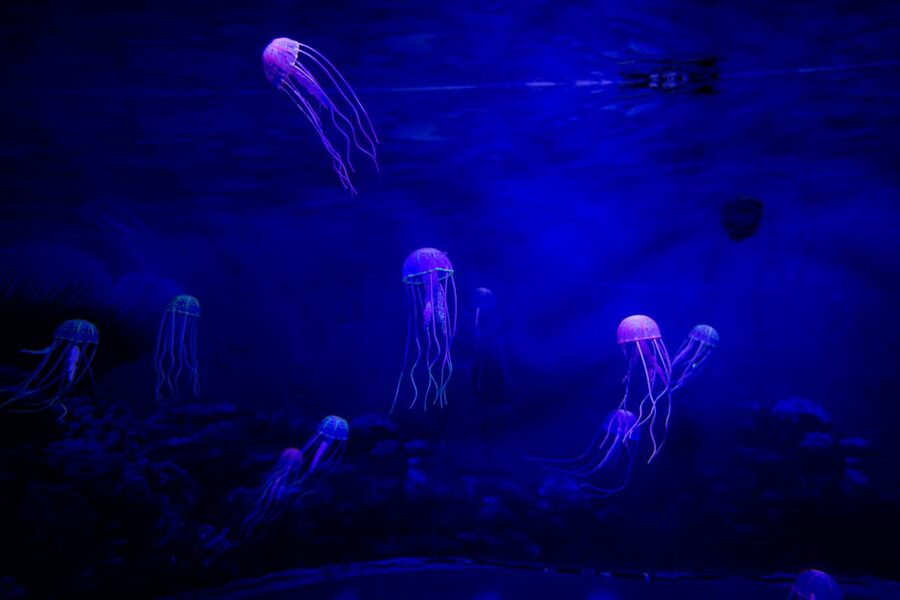 Jellyfish illuminated at Barcelona Aquarium