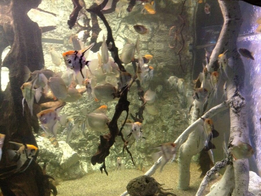 Mediterranean tank with local fish species