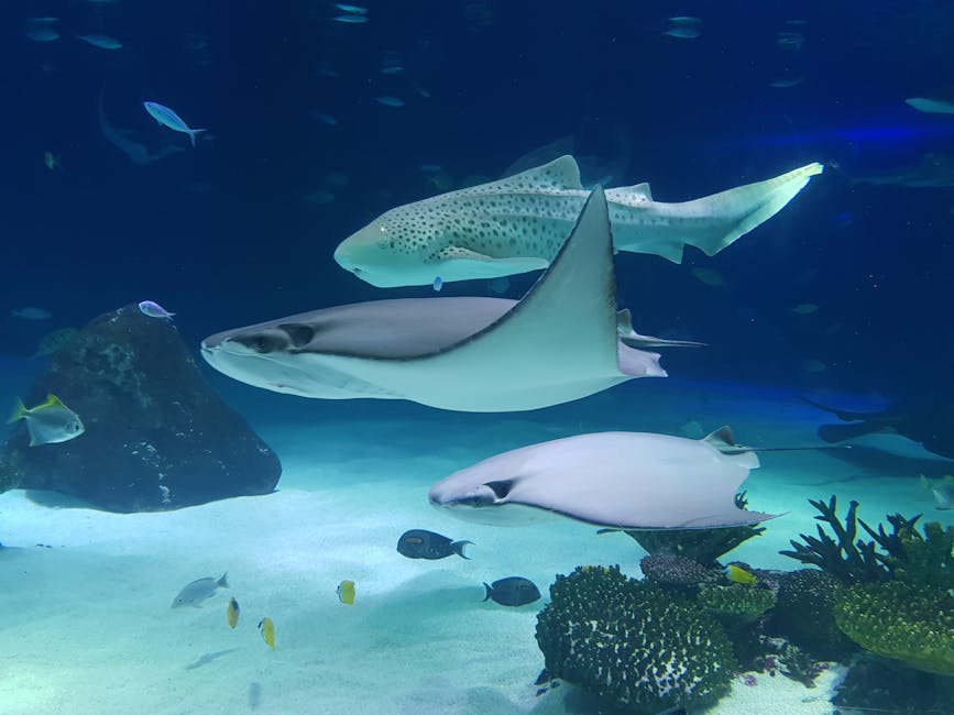 Shark and stingrays viewed in aquarium tank