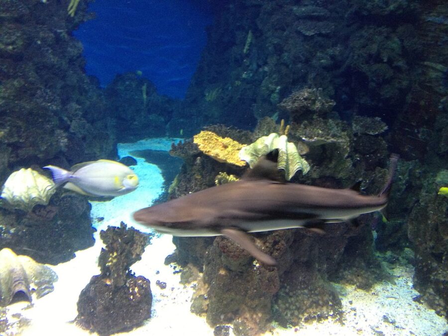 Sand tiger shark tank at Barcelona Aquarium