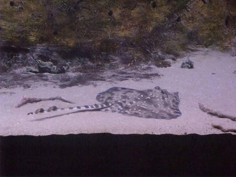 Stingray gliding at Barcelona Aquarium