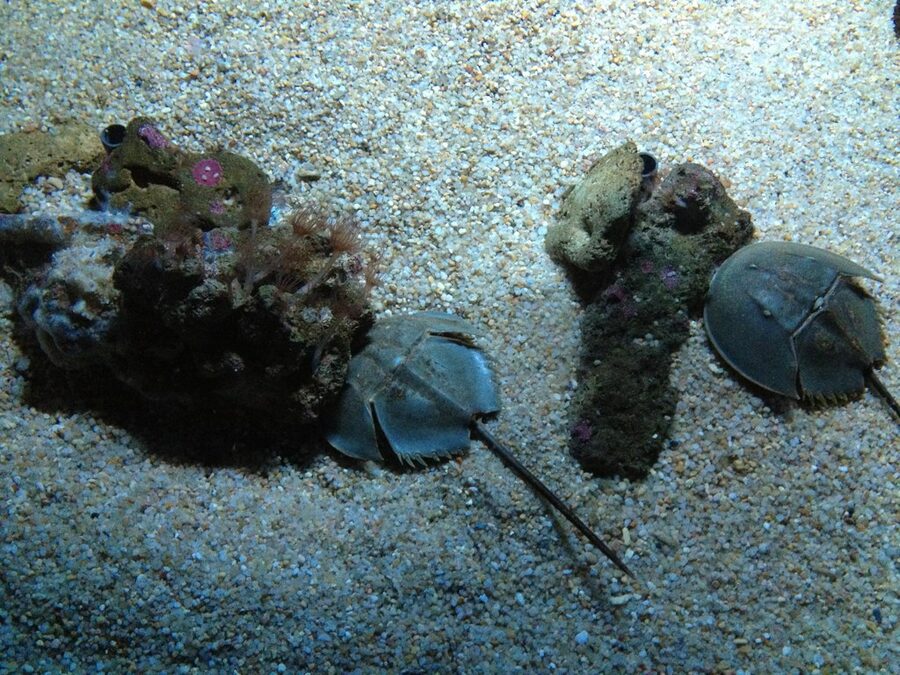Tropical fish in reef tank at Barcelona Aquarium