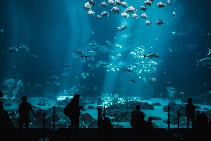 People silhouetted at large aquarium tank