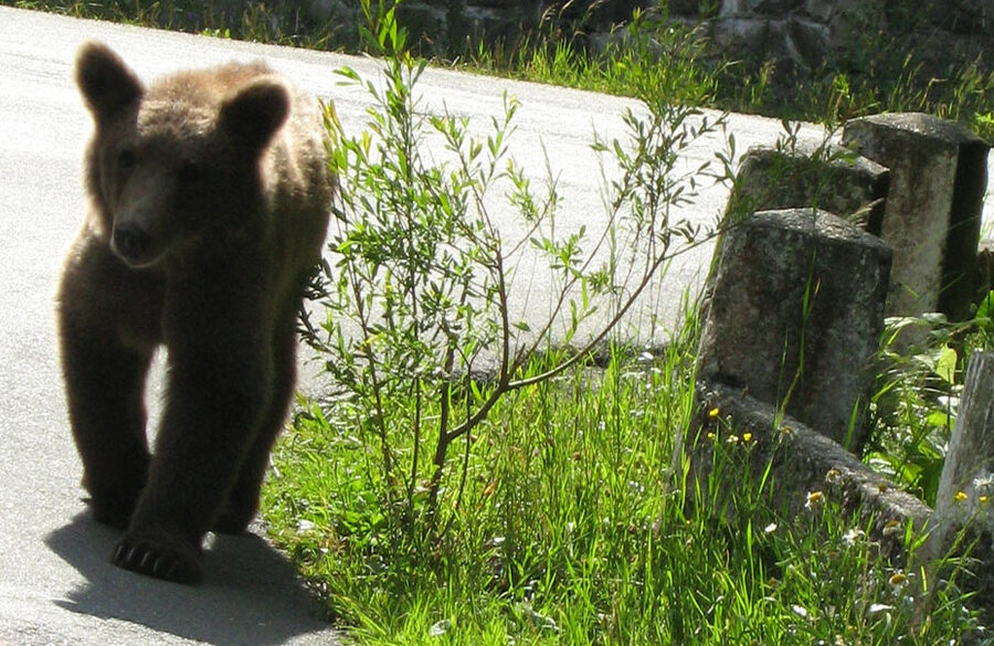 Free-roaming brown bear in forest near Sinaia Romania
