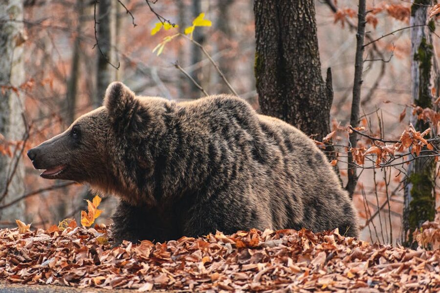 Wild brown bear resting on autumn leaves in Romanian forest